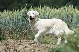 GOLDEN RETRIEVER 661